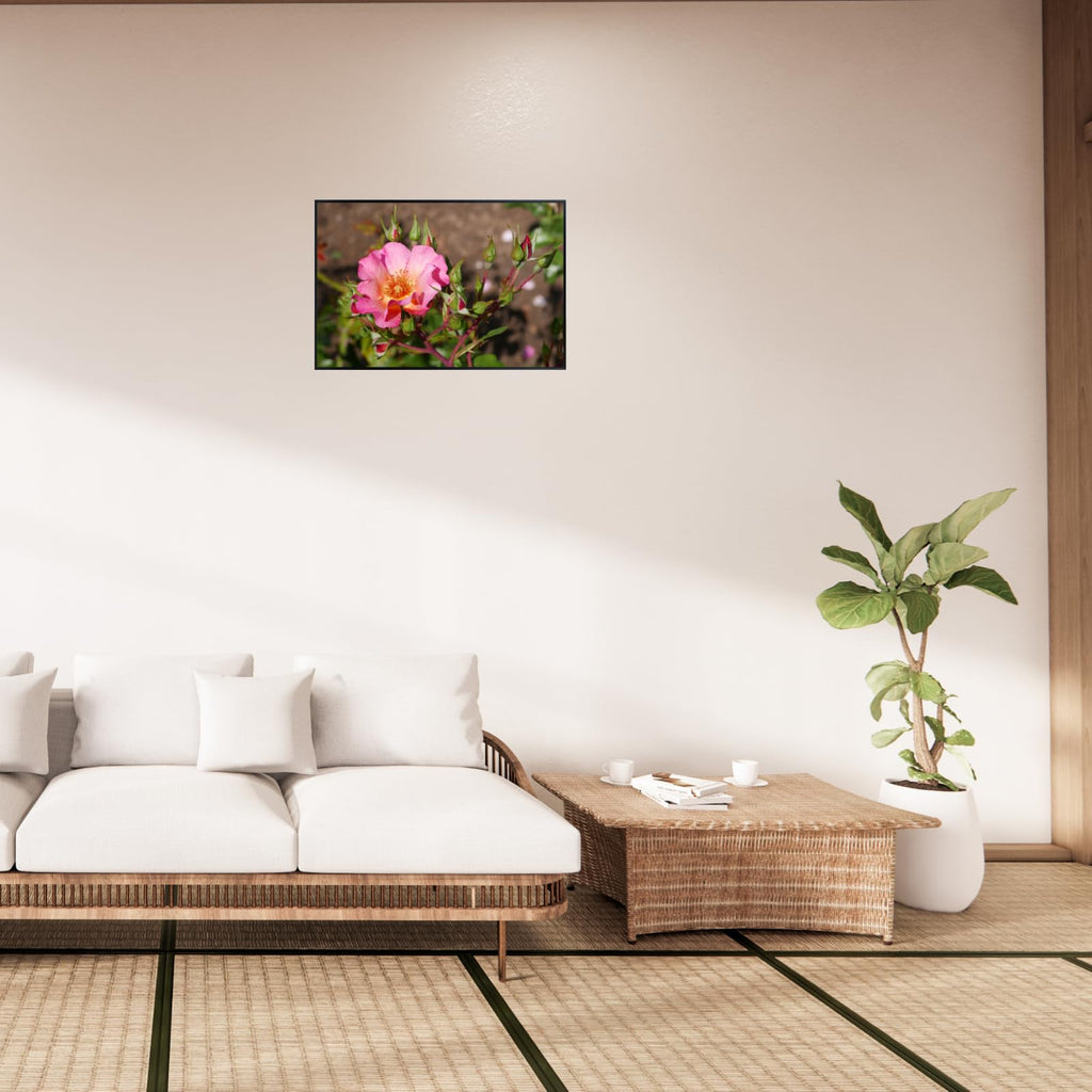 Rosa Pretty Sunrise Poster – Botanical Wall Art Print of Shrub Rose for Home Decor, Living Room, Bedroom, or Office – Elegant Floral Nature Artwork