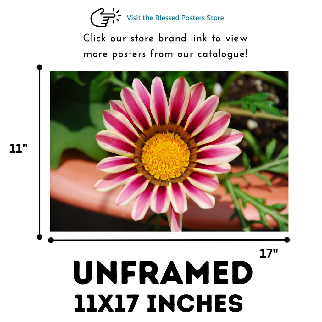 Pale White and Violet Tiger Gazania Flower Wall Art Poster – Botanical Floral Print for Home Decor, Living Room, Bedroom, Office – Aesthetic Nature Artwork