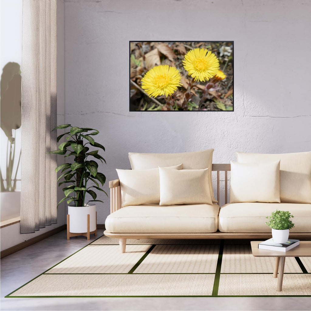 Coltsfoot Botanical Wall Art Poster | Natural Plant Illustration Home Decor Wall Art Print for Living Room, Bedroom & Office