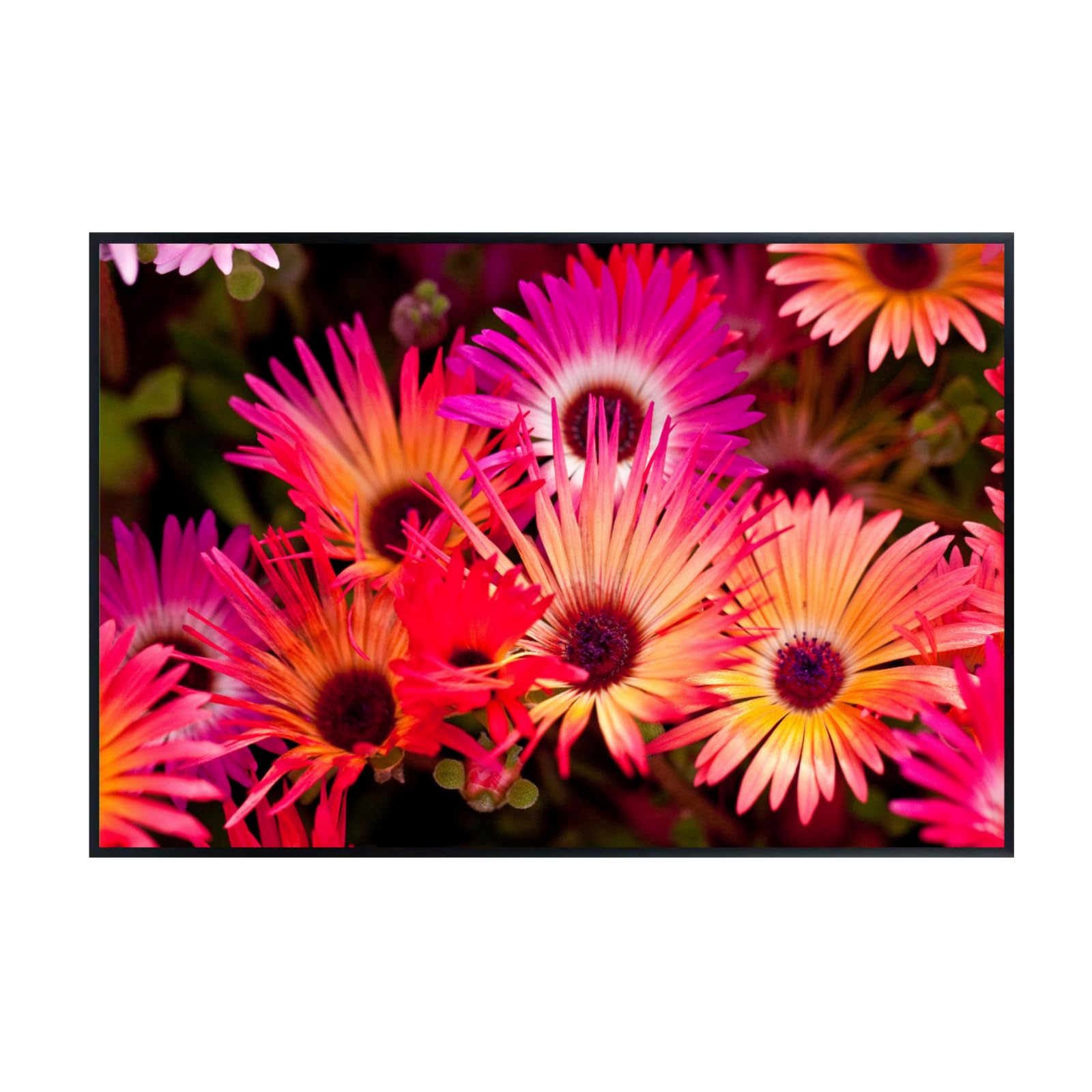 Livingstone Daisy Wall Art Poster – Vibrant Floral Botanical Print, Colorful Home Decor for Living Room, Bedroom, or Office