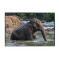 Asian Elephant Poster Wall Art Print – Wildlife Animal Decor for Living Room, Bedroom, or Office