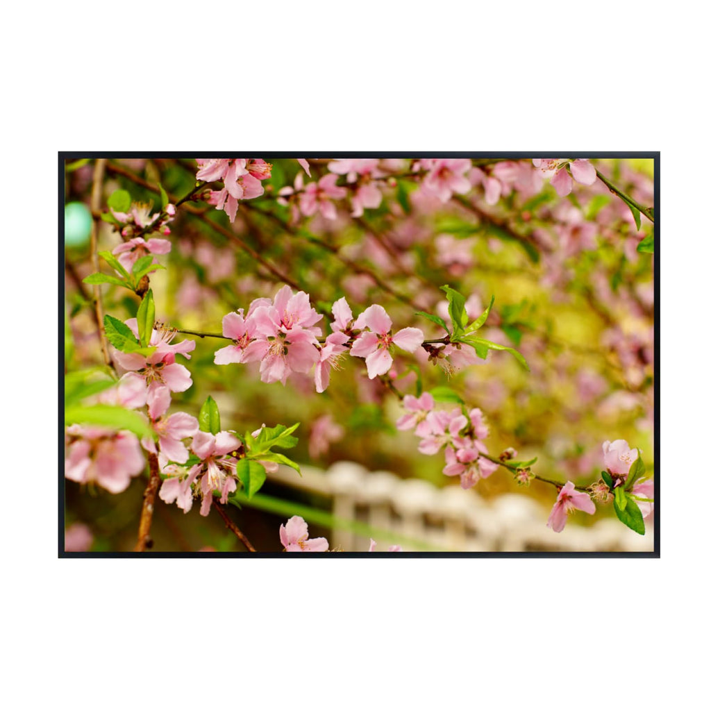 Flowering Cherry Tree Wall Art Poster – Botanical Bloom Print for Home Decor, Nature Art for Living Room, Bedroom, or Office – Elegant Floral Art Print