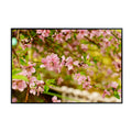 Flowering Cherry Tree Wall Art Poster – Botanical Bloom Print for Home Decor, Nature Art for Living Room, Bedroom, or Office – Elegant Floral Art Print