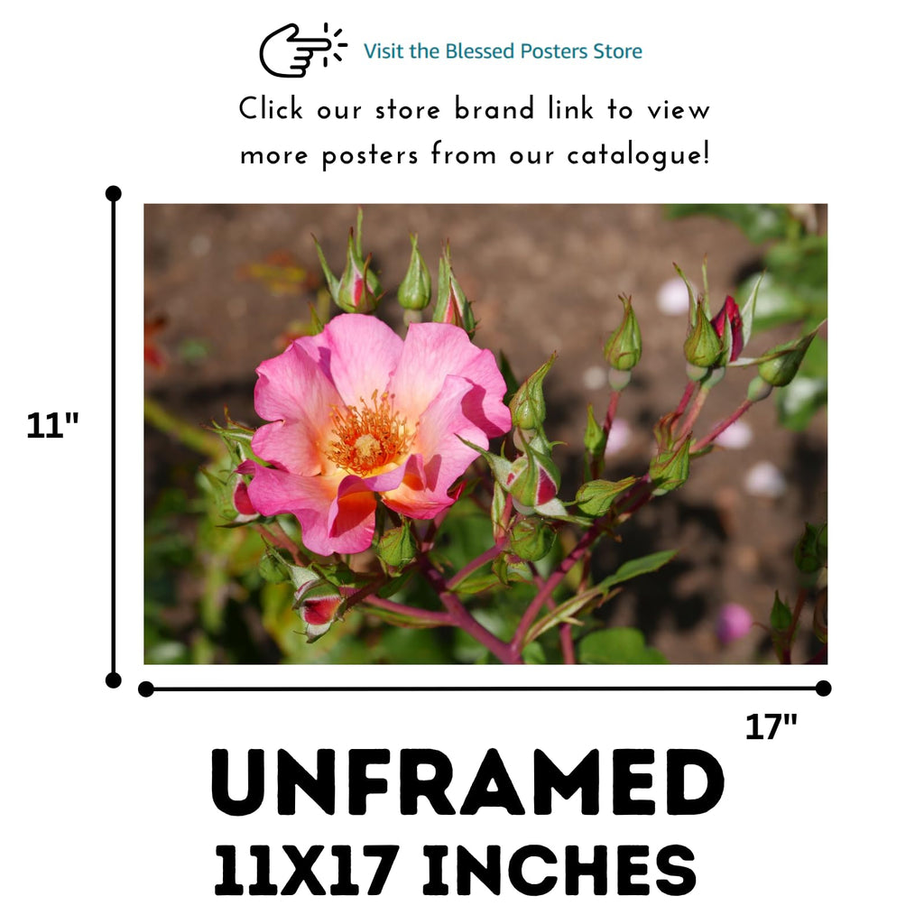 Rosa Pretty Sunrise Poster – Botanical Wall Art Print of Shrub Rose for Home Decor, Living Room, Bedroom, or Office – Elegant Floral Nature Artwork