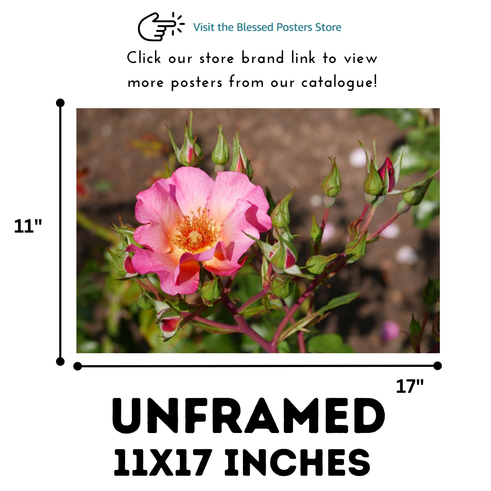 Rosa Pretty Sunrise Poster – Botanical Wall Art Print of Shrub Rose for Home Decor, Living Room, Bedroom, or Office – Elegant Floral Nature Artwork