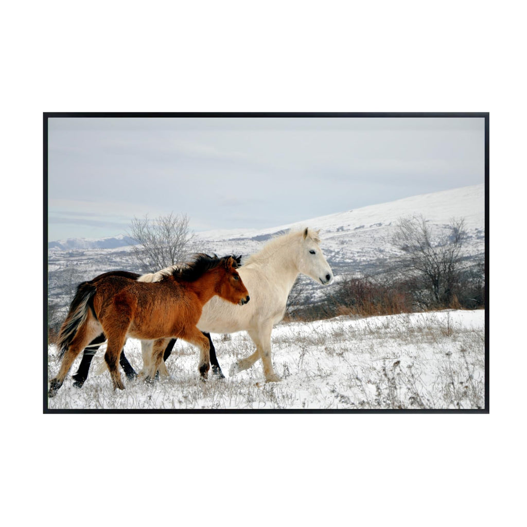 Wild Horses Poster – Scenic Wildlife Nature Wall Art Print for Living Room, Bedroom, Office, Home Decor or Study places