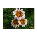 Gazania Flower Poster Treasure Flower Print Botanical Wall Art for Living Room Home Decor