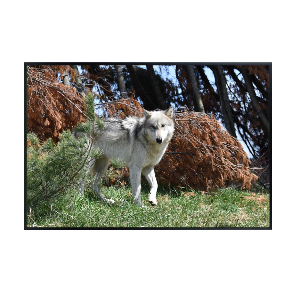 Gray Wolf Artwork – Wilderness Poster Print for Living Room, Bedroom, Office, or Home Décor