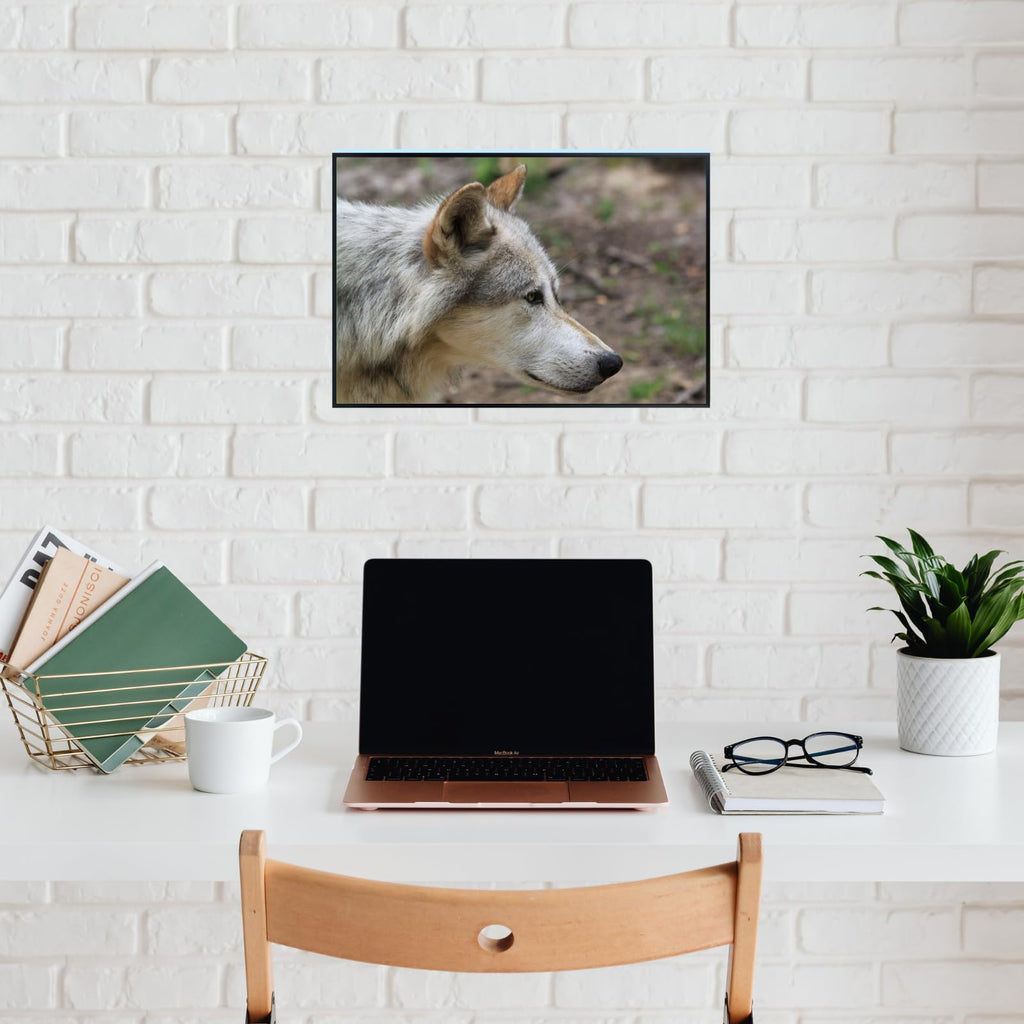Canis Wolf Poster – Nature Wildlife Wall Art Print for Bedroom, Living Room, Office, Study, or Home Décor