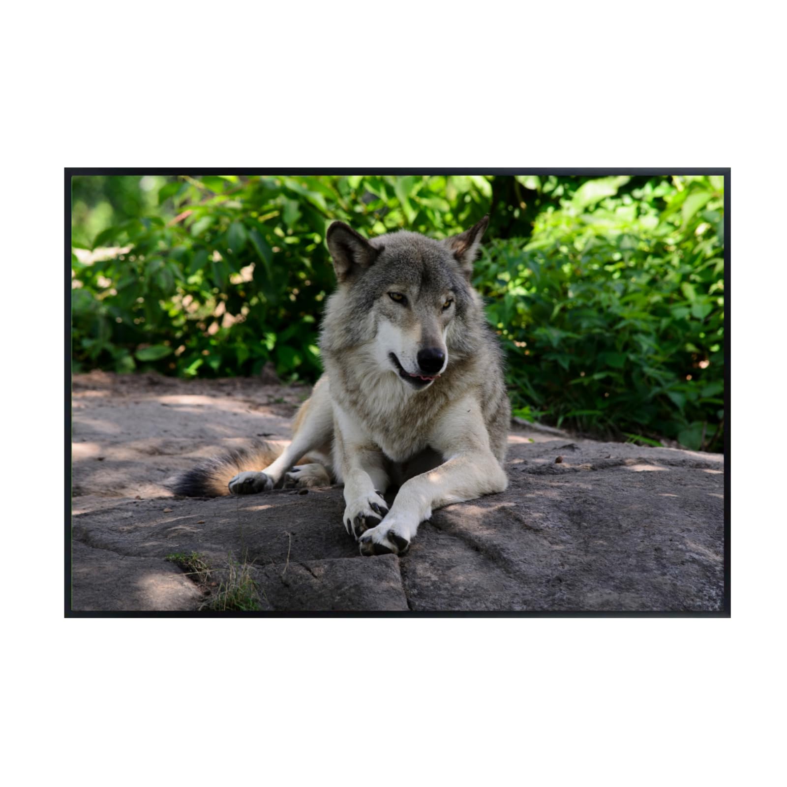 Wolf Canis Lupus Wall Art – Nature Wildlife Poster Print for Home, Living Room, Bedroom, or Office Décor
