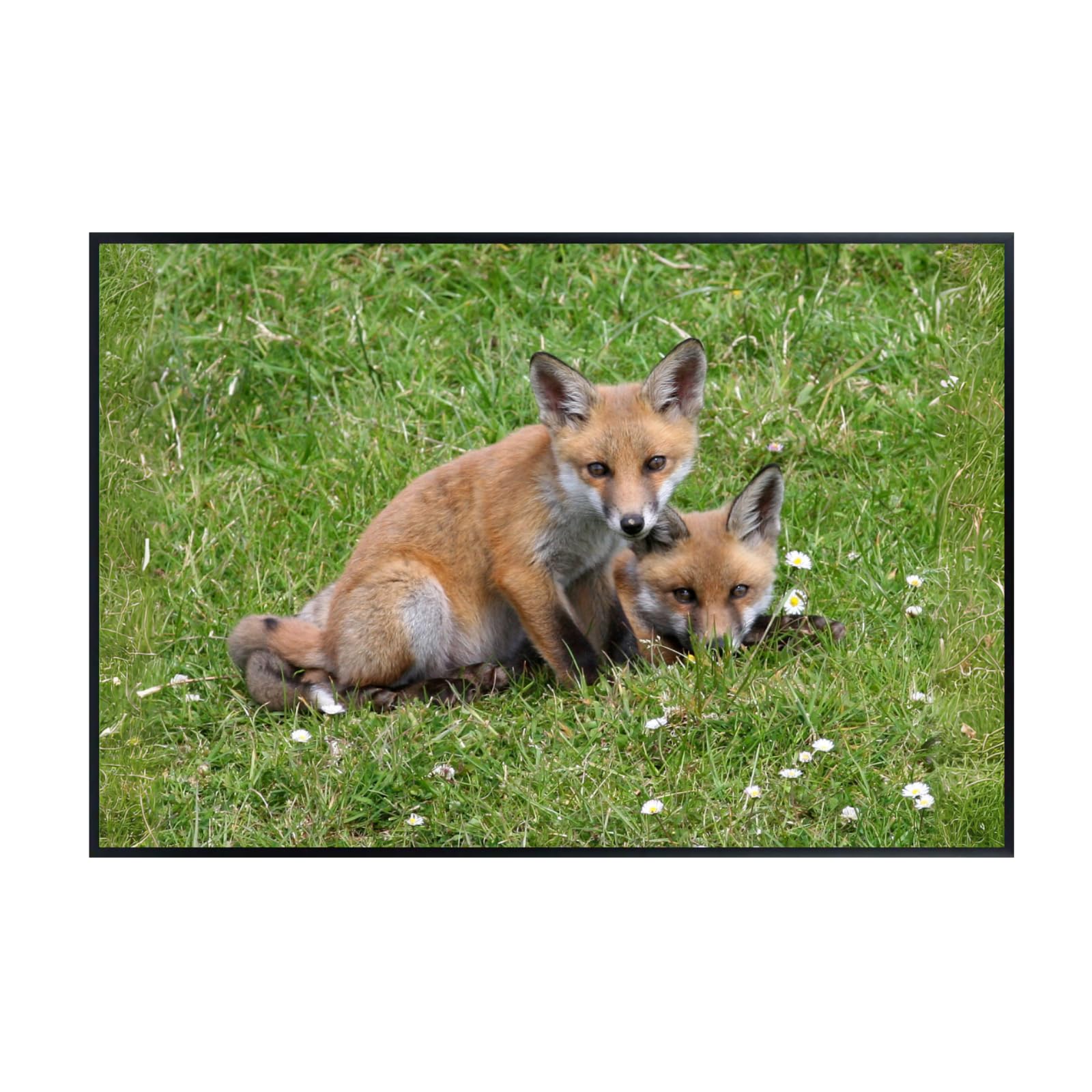 Wild Red Fox Wall Art – Nature Wildlife Poster Print for Bedroom, Living Room, Office, or Study Décor