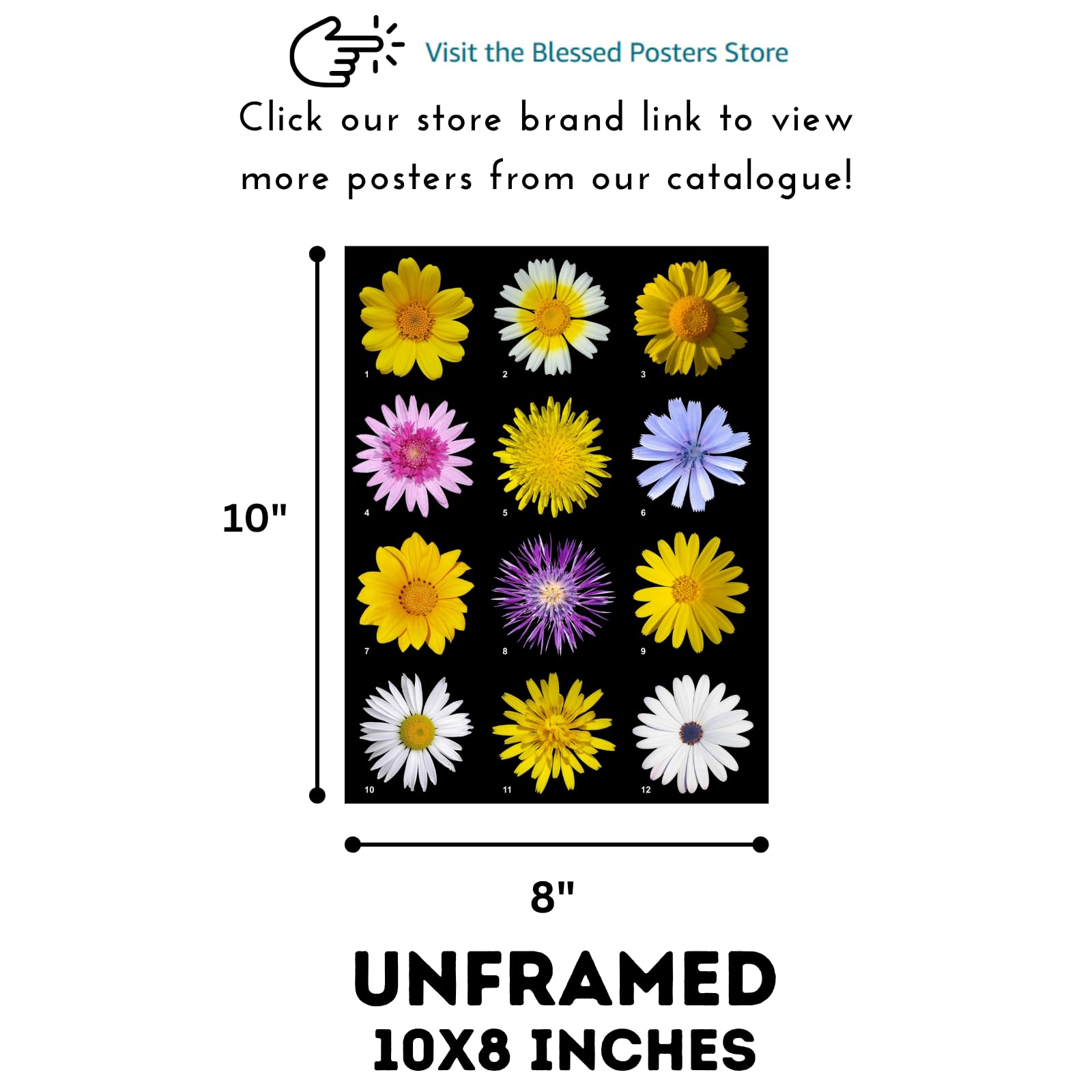 Asteraceae Daisy Botanical Wall Art Poster for Home Decor | Floral Illustration Print for Living Room, Bedroom, Office Decoration