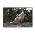 Red Fox Wall Art – Rustic Wildlife Poster Print for Living Room, Bedroom, Office, or Study Décor