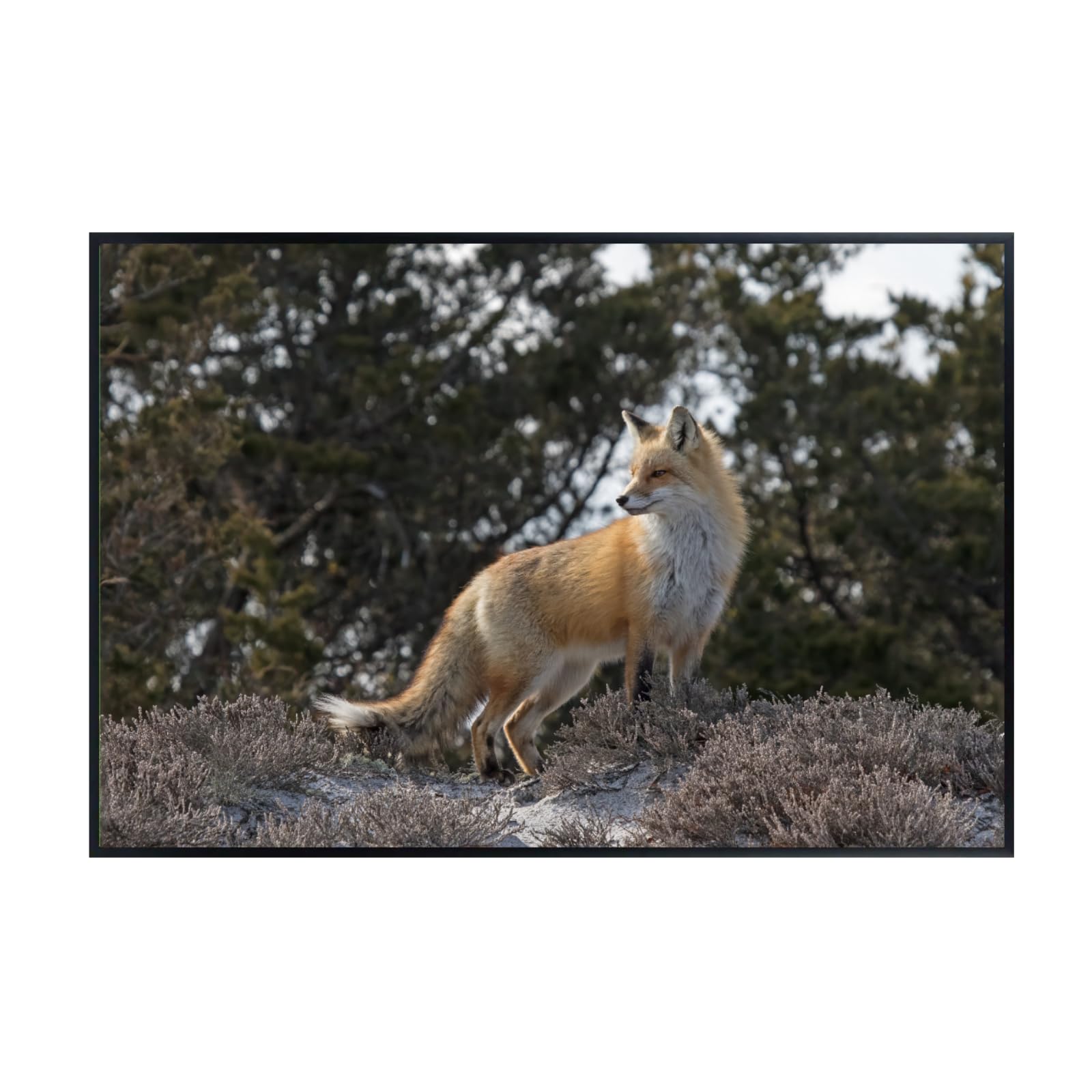 Red Fox Wall Art – Rustic Wildlife Poster Print for Living Room, Bedroom, Office, or Study Décor