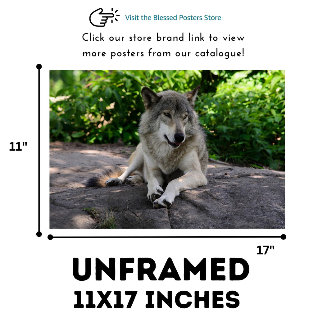 Wolf Canis Lupus Wall Art – Nature Wildlife Poster Print for Home, Living Room, Bedroom, or Office Décor