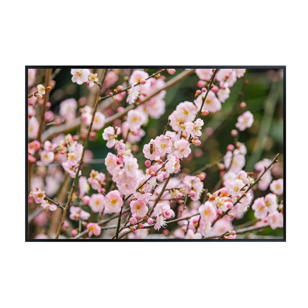 Pink Prunus Poster – Cherry Blossom Botanical Wall Art Print for Home Decor, Living Room, Bedroom, or Office – Elegant Floral Nature Artwork