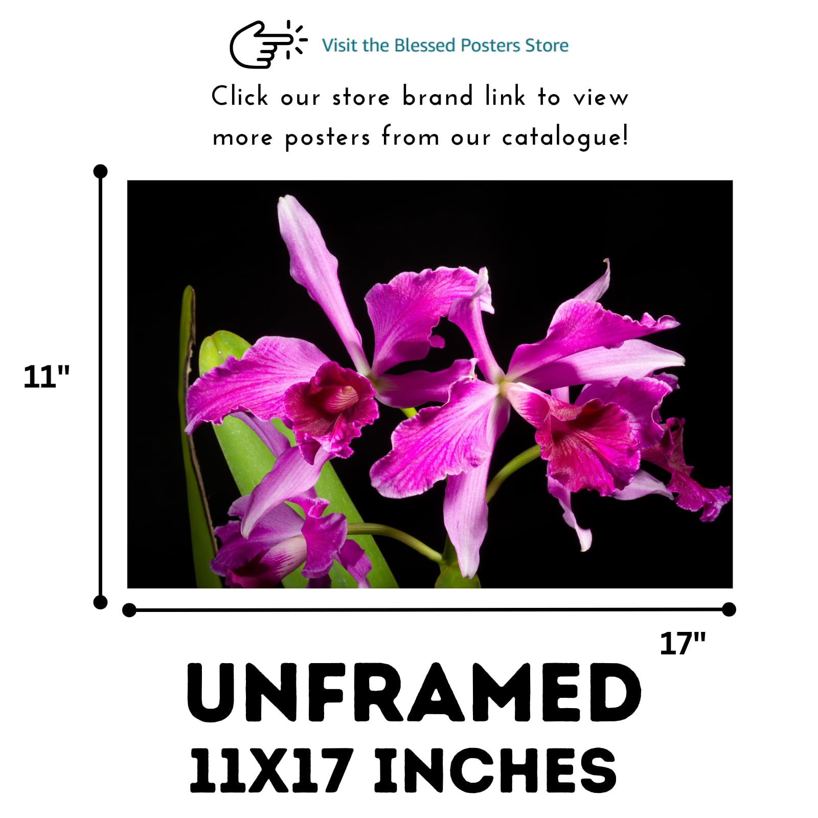 Cattleya Orchid Poster – Cattleya Lindl Botanical Wall Art Print for Home Decor, Living Room, Bedroom, or Office – Elegant Floral Nature Artwork