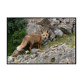 Renard Fox Poster – Wildlife Nature Wall Art Print for Living Room, Bedroom, Office, or Study Décor