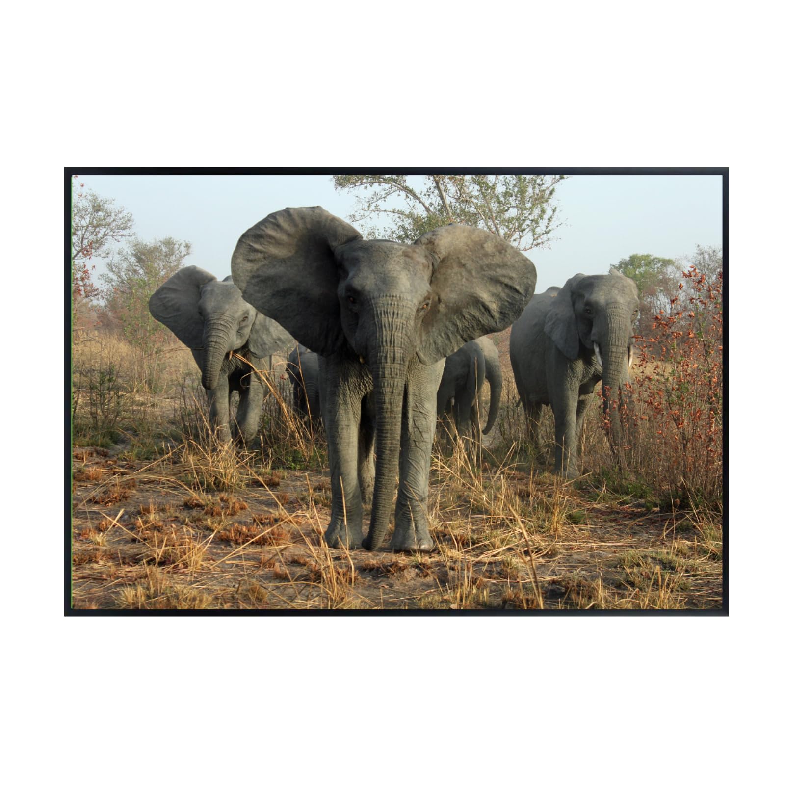 Elephant Poster – African Wildlife Wall Art Print – Safari Animal Decor for Living Room, Bedroom, Office, or Kids Room – Gift for Nature and Animal Lovers