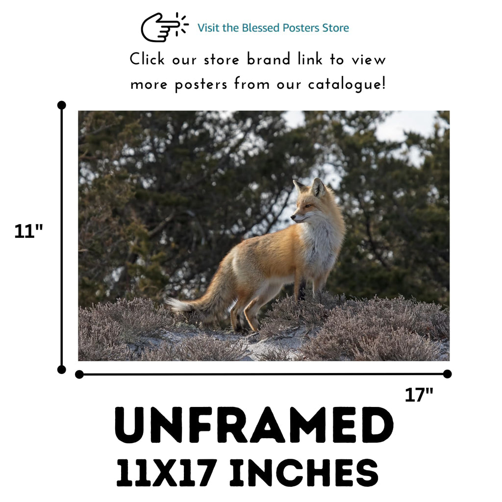 Red Fox Wall Art – Rustic Wildlife Poster Print for Living Room, Bedroom, Office, or Study Décor