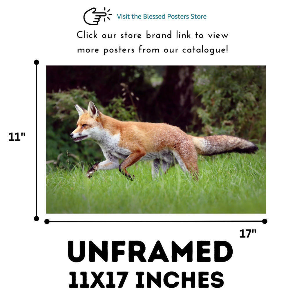 Trot Fox Artwork Poster – Wilderness Nature Wall Art Print for Home decor, Office, Bedroom, or Study Spaces