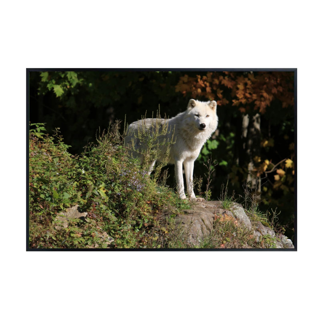 Canis Lupus Wolf Poster – Wildlife Wall Art Print for Living Room, Bedroom, Office, or Study Décor