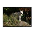 Canis Lupus Wolf Poster – Wildlife Wall Art Print for Living Room, Bedroom, Office, or Study Décor