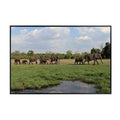 Chobe River Elephant Poster – Safari Wildlife Wall Art for Home, Living Room, Bedroom, or Office Décor