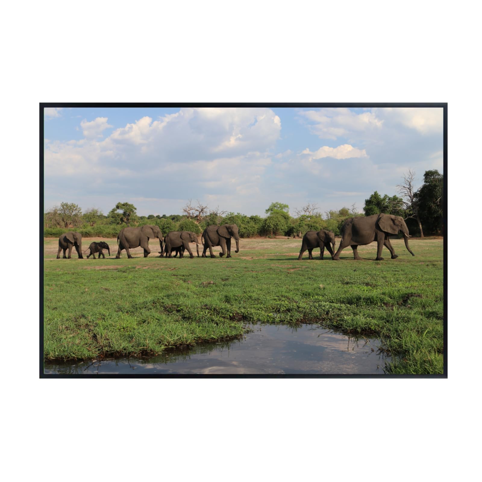 Chobe River Elephant Poster – Safari Wildlife Wall Art for Home, Living Room, Bedroom, or Office Décor