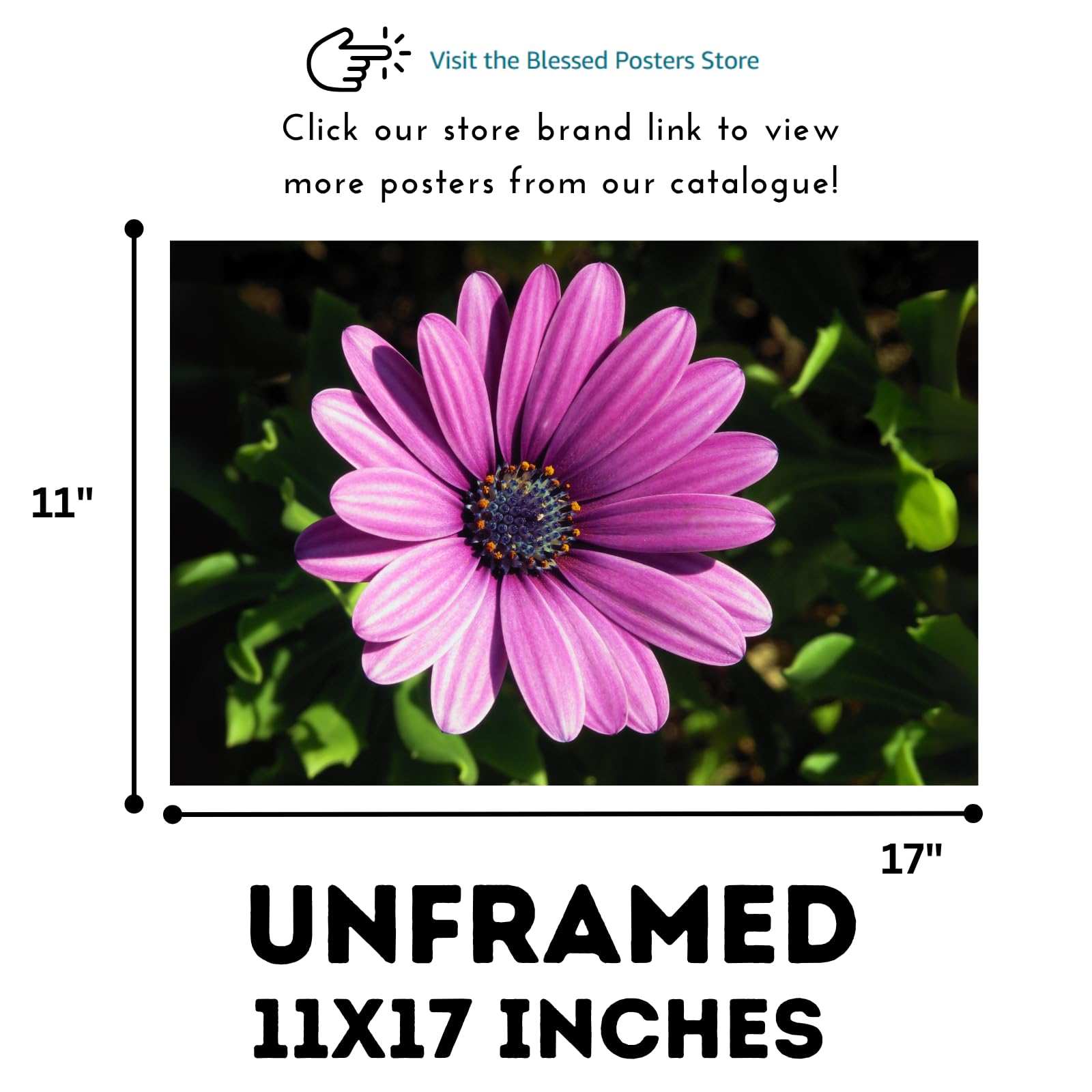Osteospermum Barberae Wall Art Poster – African Daisy Botanical Print, Elegant Floral Home Decor for Living Room, Bedroom, or Office
