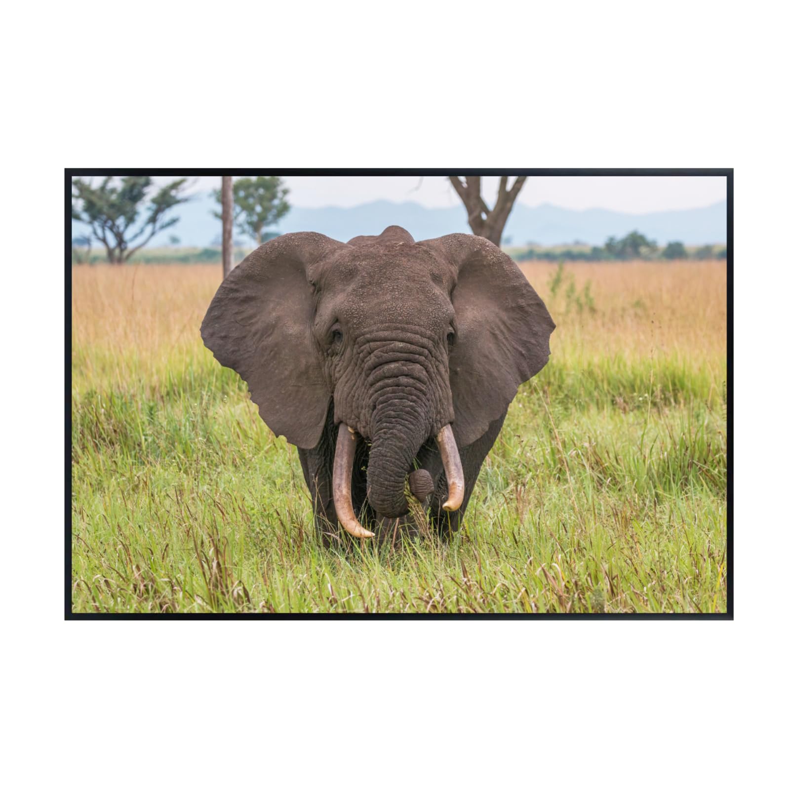 African Elephant Wall Art – Wildlife Animal Canvas Print – Safari Home Decor for Living Room, Bedroom, Kids Room – Gifts for Animal Lovers