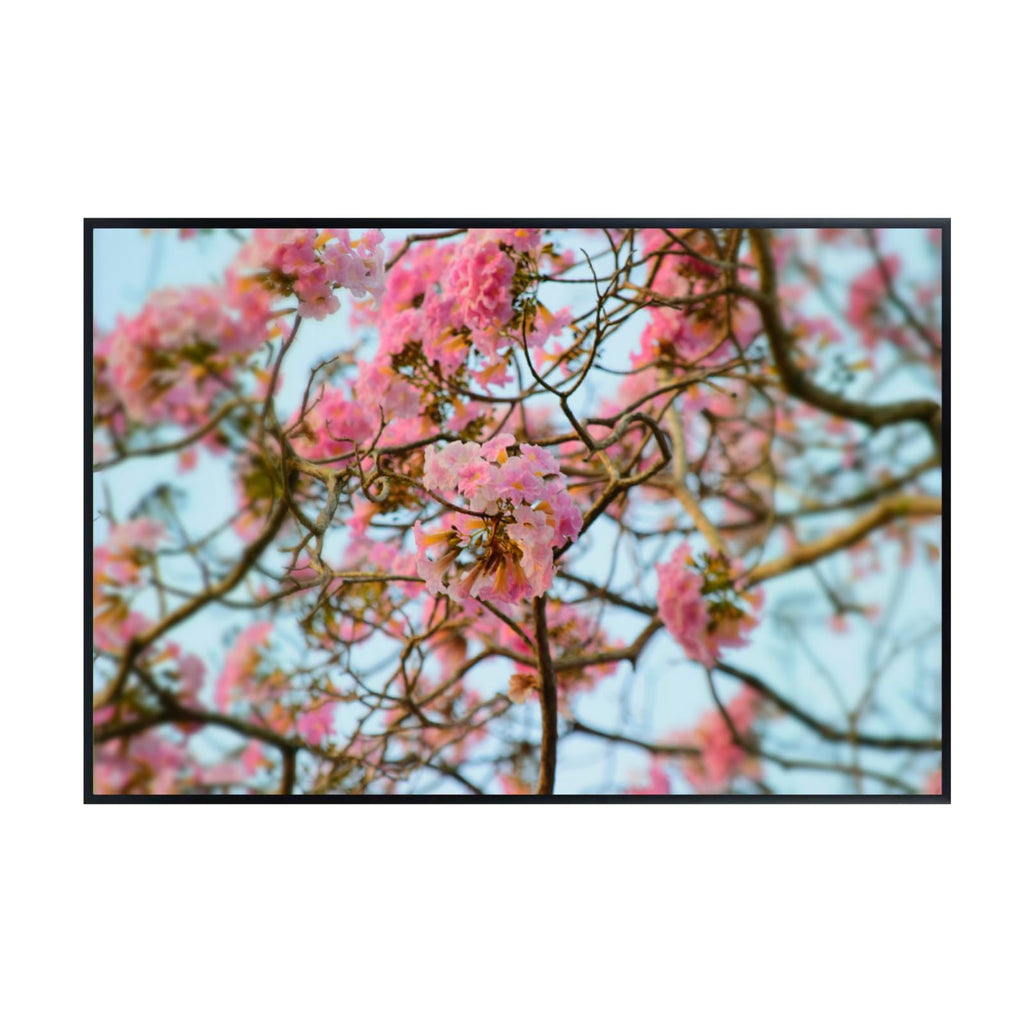 Tabebuia Rosea Wall Art Poster – Botanical Flower Print for Home Decor, Nature-Inspired Floral Art for Living Room, Bedroom, or Office – Elegant Botanical Poster