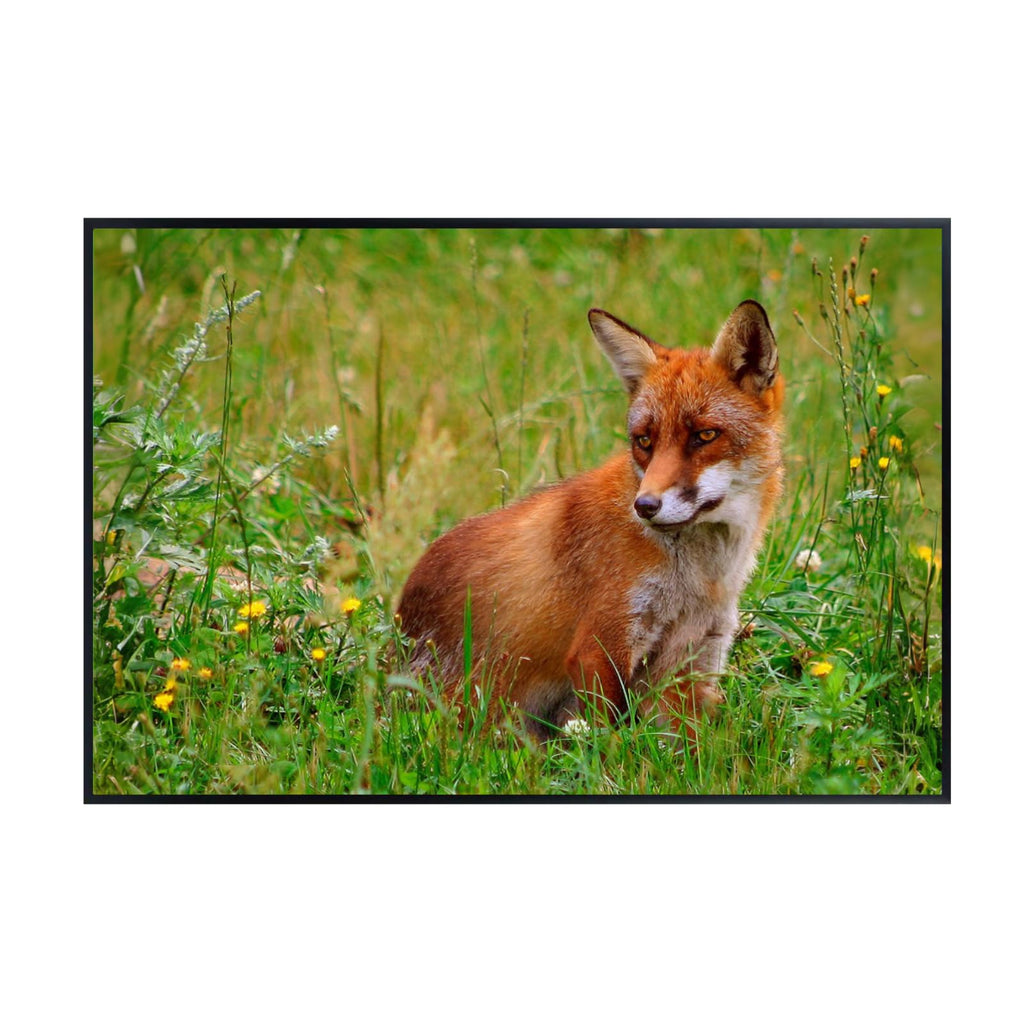 Wildlife Rod Raev Fox Poster – Nature Wall Art Print for Home, Office, Bedroom, or Study Spaces
