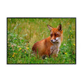 Wildlife Rod Raev Fox Poster – Nature Wall Art Print for Home, Office, Bedroom, or Study Spaces