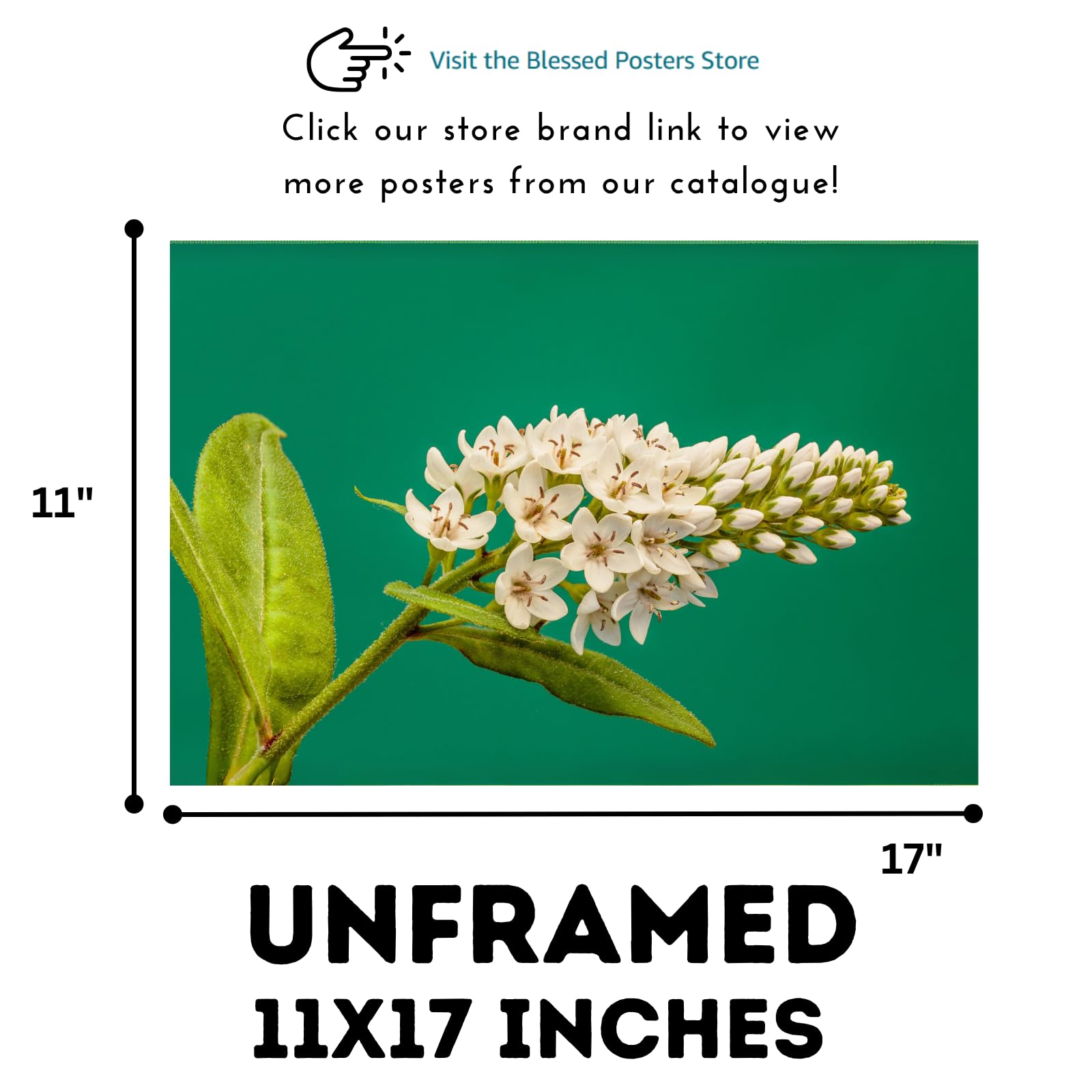 Lysimachia Clethroides Poster – Botanical Wall Art Print for Home Decor, Living Room, Bedroom, or Office – Elegant Floral Nature Artwork