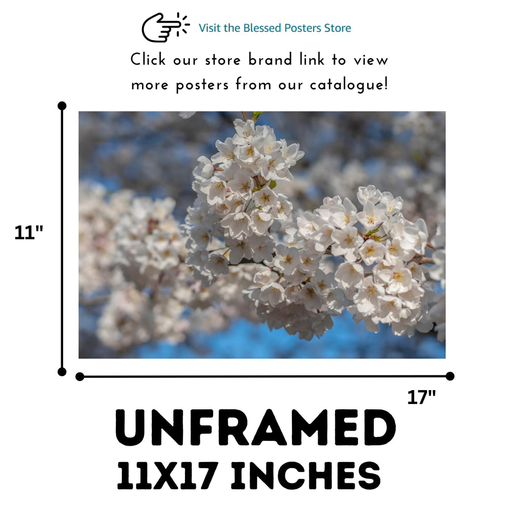 Prunus Serrulata Wall Art Poster – Cherry Blossom Botanical Print, Elegant Floral Home Decor for Living Room, Bedroom, or Office