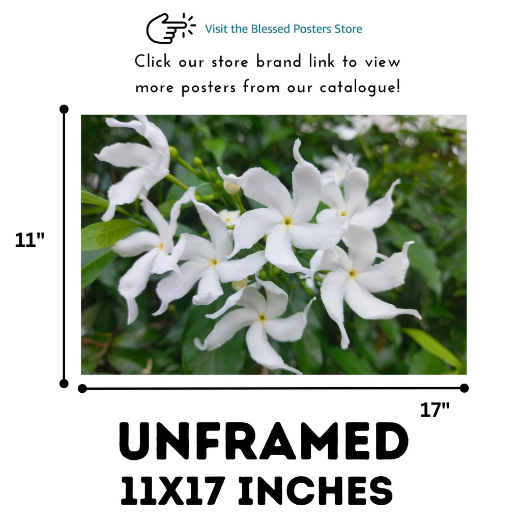 White Japanese Jasmine Wall Art Poster – Botanical Print for Home Decor, Living Room, Bedroom, Office, Modern Nature Artwork