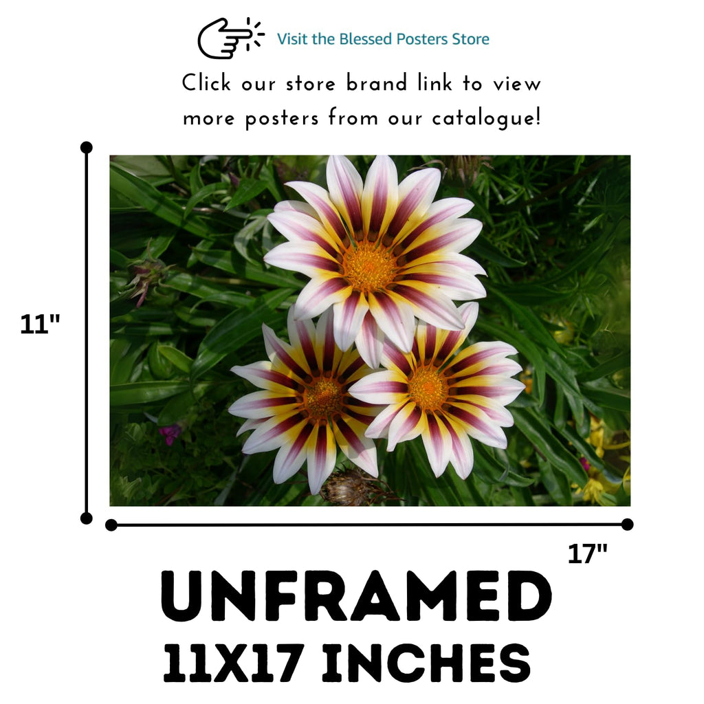 Gazania Flower Poster Treasure Flower Print Botanical Wall Art for Living Room Home Decor