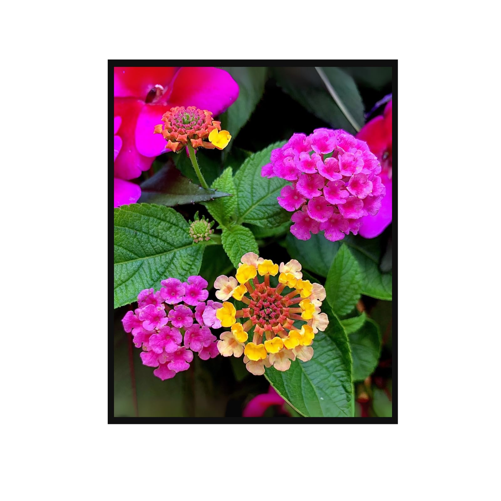 Lantana Flower Wall Art Poster – Botanical Print for Home Decor, Floral Artwork for Living Room, Bedroom, Office & Gallery Walls