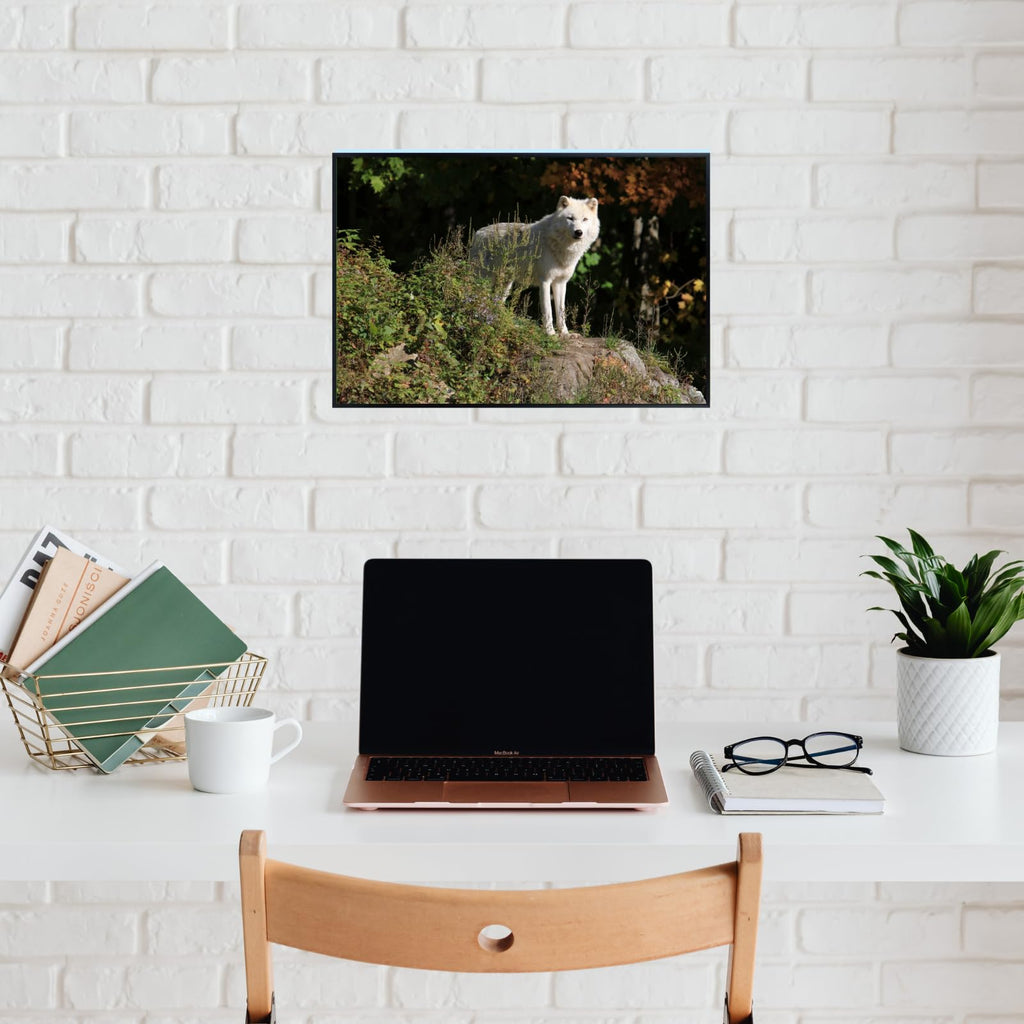 Canis Lupus Wolf Poster – Wildlife Wall Art Print for Living Room, Bedroom, Office, or Study Décor