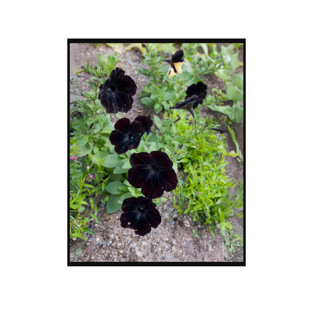 Elegant Black Petunia Flower Wall Art Poster – Botanical Home Decor Print for Living Room, Bedroom, Office, Unframed Wall Decor