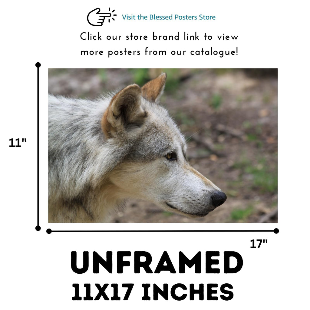 Canis Wolf Poster – Nature Wildlife Wall Art Print for Bedroom, Living Room, Office, Study, or Home Décor