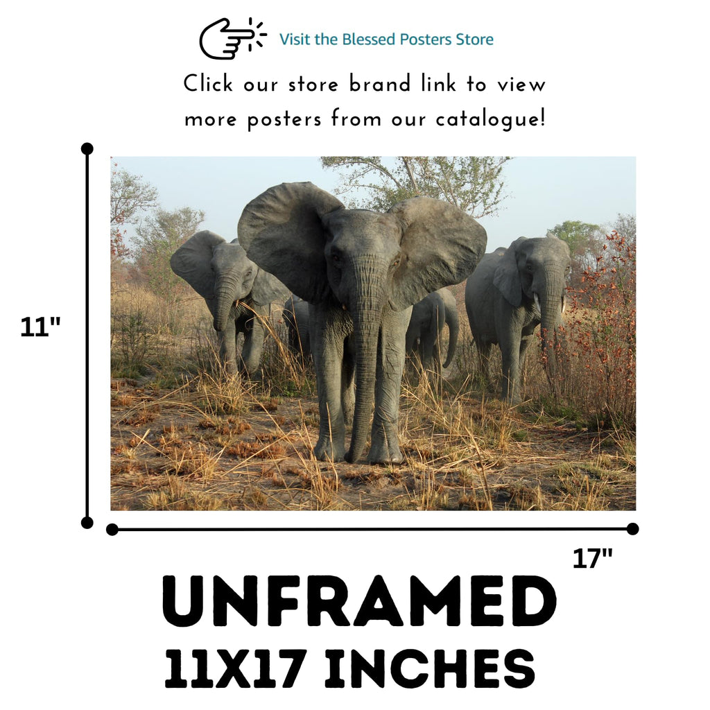 Elephant Poster – African Wildlife Wall Art Print – Safari Animal Decor for Living Room, Bedroom, Office, or Kids Room – Gift for Nature and Animal Lovers